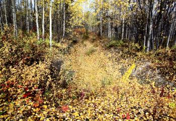 Autumn colors in a Northern British Columbia forest