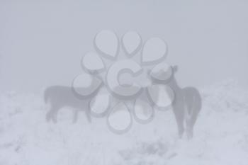 White tailed Deer in ice fog