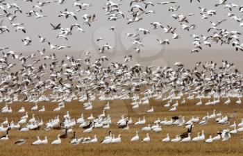 Snow and Canada geese during fall migration
