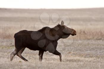 Moose on Saskatchewan field