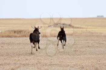 Moose running acorss Saskatchewan field