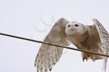 Female Snowy Owl flying along power line