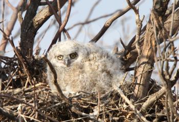 Great Horned Owlet in nest in spring