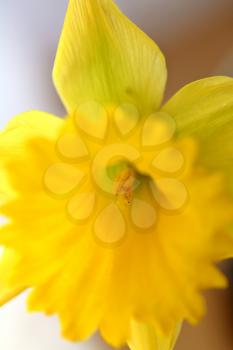 Yellow daffodil in spring