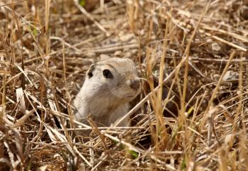 Gopher peaking out of burrow in spring