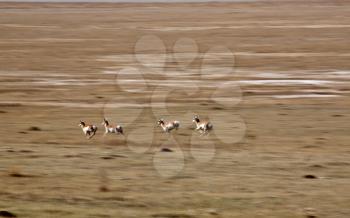 Pronghorn Antelope bounding across the Prairies