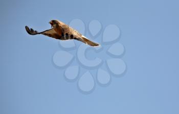 Angry Swainson's Hawk in flight