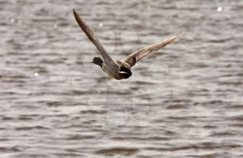 Gadwall drake in flight over roadside pond