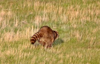 Raccoon running in Saskatchewan pasture