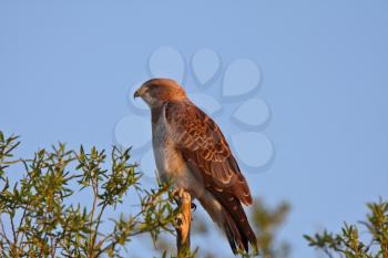 Swainson's Hawk perched on branch end