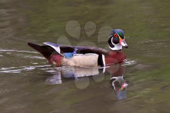Reflection of Wood Duck on pond