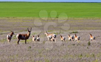 Herd of Pronghorn Antelope in Saskatchewan field