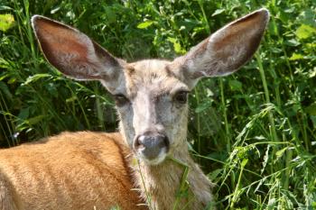 Close up of Mule Deer doer