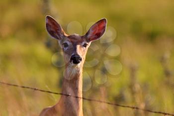 Close up of White tailed Deer doe