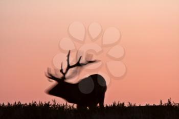 Silhouette of male elk