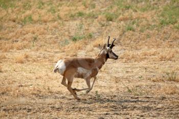 Male antelope running though a Saskatchewan field