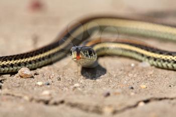 Baby garter snake crossing a Saskatchewan road