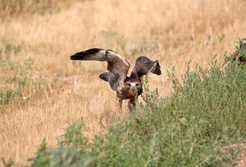 Fledgling hawk on ground in scenic Saskatchewan