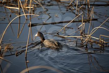 American Coot (Fulica americana) is a large water bird, of the family Rallidae. Adults have a length from tip of bill to tail end of 38 cm or 15 inches and it has a wingspan of 58-71 cm or  23-28 inch