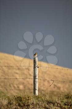 Western Meadowlark (Sturnella neglecta) is a medium-sized member of the blackbird family Icteridae. It is 23-28 cmor  9-11 inches in length with a wingspan of 34-43 cm or 13.4-17 inches, Its average w