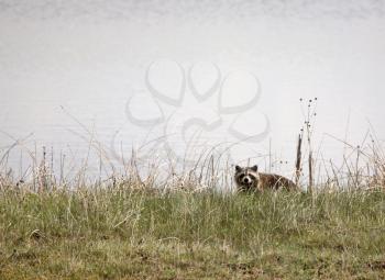 Raccoon (Procyon lotor) is found from S Canada to South America, except in parts of the Rocky Mts. and in deserts. It has a stocky, heavily furred body, a pointed face, hand-like forepaws, and a bushy