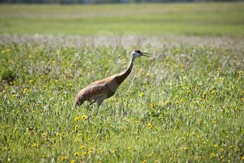 Sandhill Crane (Grus canadensis) is a tall, gray bird. Adults are gray; they have a red crown, white cheeks and a long dark pointed bill. They have long dark legs which trail behind in flight and a lo