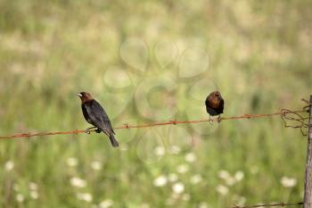 Brown-headed Cowbird (Molothrus ater) is a small member of the family Icterid. It is 18 to 21 cm or 7-8 inches in length with a wingspan of 30 to 35 cm or 12-14 inches. Adults have a short finch-like 