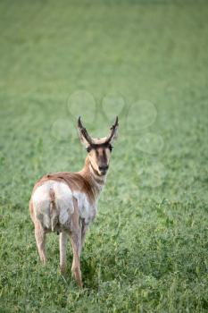 Pronghorn Antelope (Antilocapra americana) is the only surviving member of the family Antilocapridae. It is the fastest land animal in North America running at speeds of 54 mph or 90 km/h. The prongho