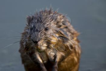 Close up Muskrat wet and in swamp Canada