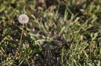 Dandelion in Seed with grass and left composition