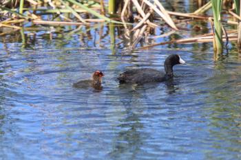 American Coot and baby waterhen in pond Canada