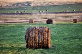 Hay Bales Saskatchewan field of green and brown