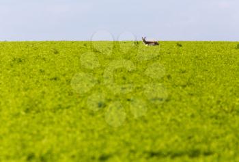 Antelope stading in Crop in Saskatchewan Canada