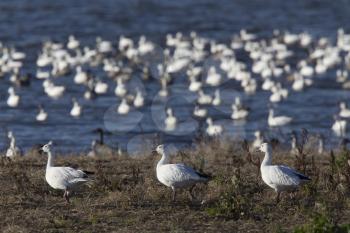 Swarm of Snow Geese in Saskatchewan Canada