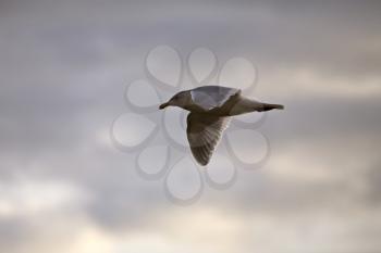Seagull in Flight in Canada cloudy sunset