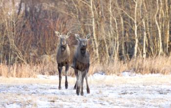 Prairie Moose Saskatchewan Canada cow calf trees