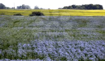 Flax Bloom Blue in Saskatchewan Canada scenic