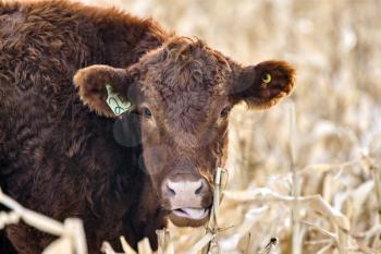 Close Up Cow in winter Saskatchewan Canada