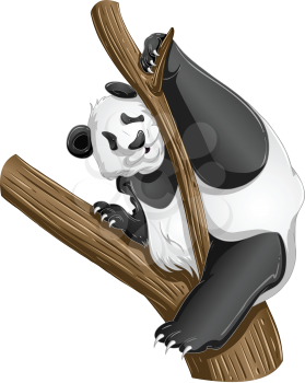 Royalty Free Clipart Image of a Panda in a Tree