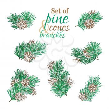 Pine branches with needles and cones. Vector nature illustration. Christmas design elements.
