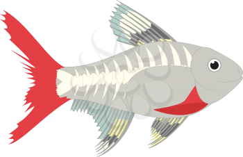 Royalty Free Clipart Image of an x-ray tetra