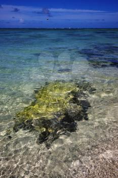 beach and seaweed in ile du cerfs mauritius
