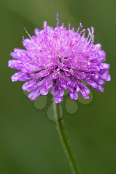  violet flower dispsacacea labiate mentha aquatica scabioso