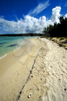 beach and tree in ile du cerfs mauritius