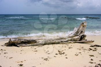 beach rock stone and tree in  republica dominicana