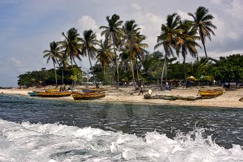  ocean coastline  work palm and tree in  republica dominicana