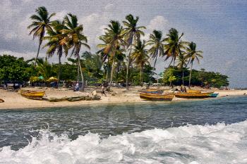  ocean coastline  palm work and tree in  republica dominicana