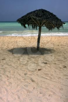 republica dominicana ocean coastline beach palm and tree