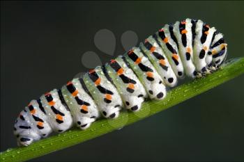 caterpillar of Papilionidae in the head fennel 