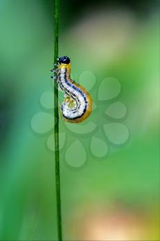 caterpillar of Papilionidae in the head branch  fennel  